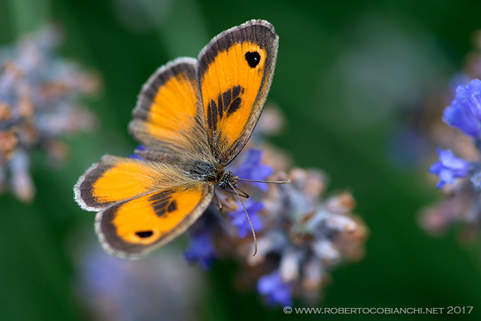 Pyronia (Idata) cecilia, Nymphalidae